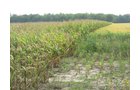 Property photo 12 - Real Estate Auction - 31+/- Acres Offered in 3 Tracts Including a 3-Bedroom Home